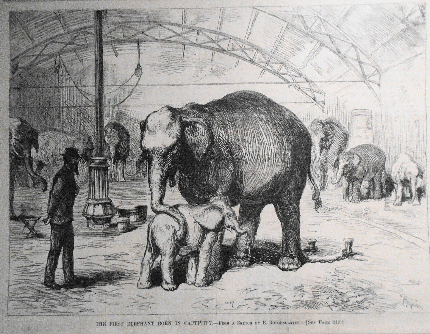 Scene in Chinese Opium Palace, San Francisco + 1st elephant born captive, 1874