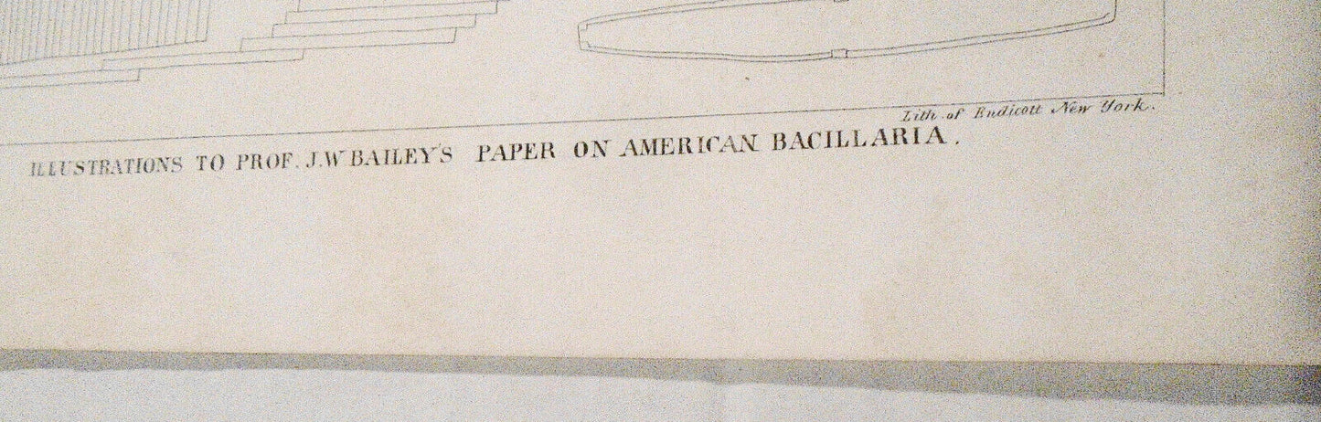 American bacillaria. Part 2, Naviculaceae / by J. W. Bailey. 1841 Original print
