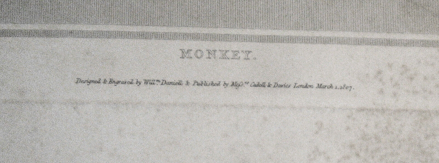 1807 Monkey, by William Daniell