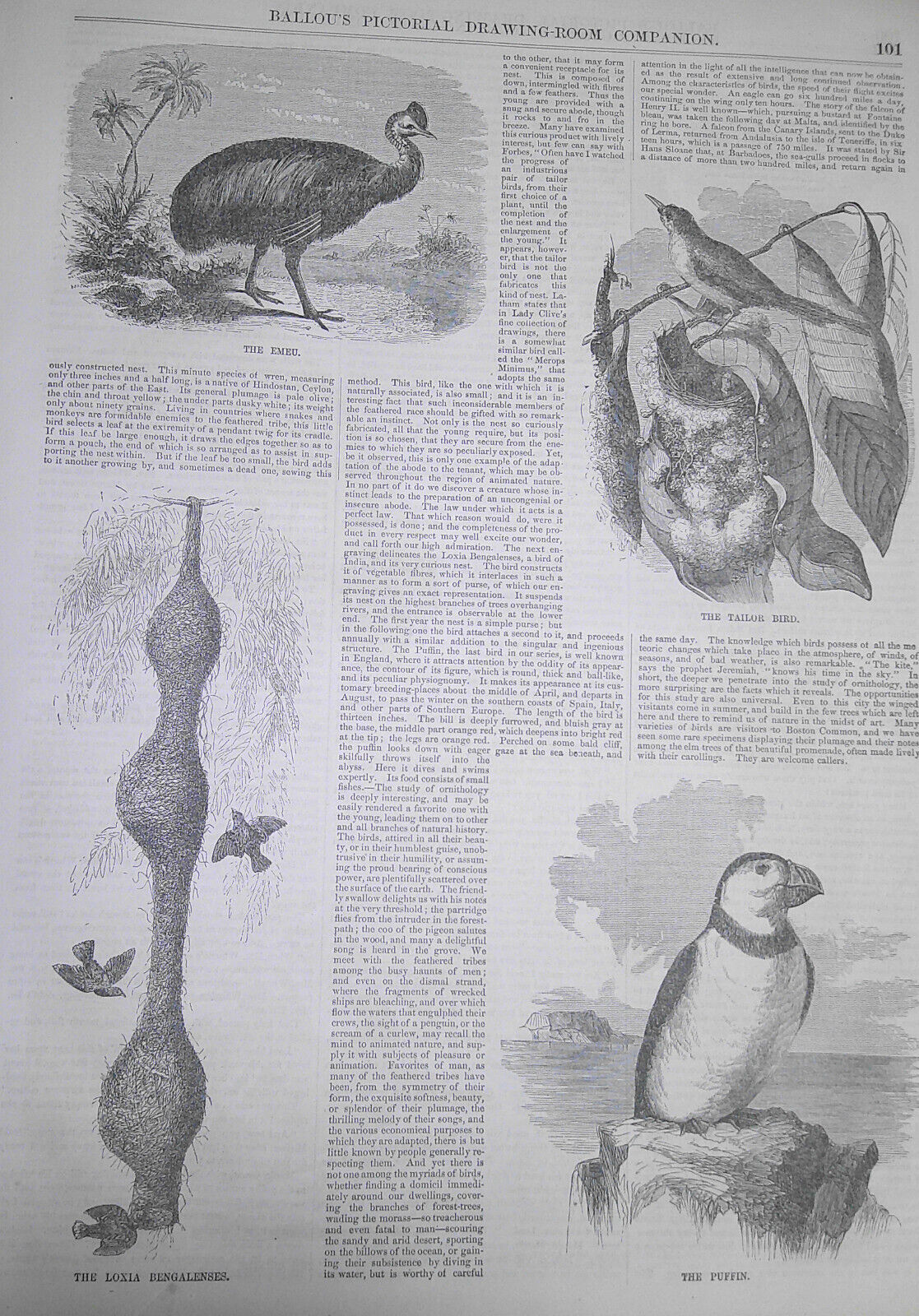 Ballou's Pictorial, February 14, 1857. Rare and Curious Birds; Tennessee; etc