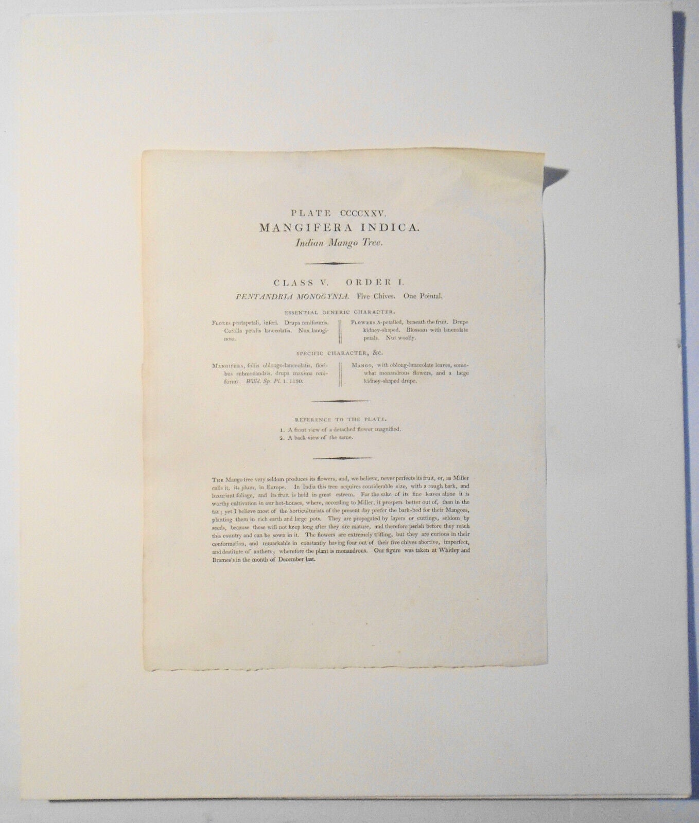 1805 Mangifera Indica, pl. 425 - Botanist's Repository, Henry Charles Andrews