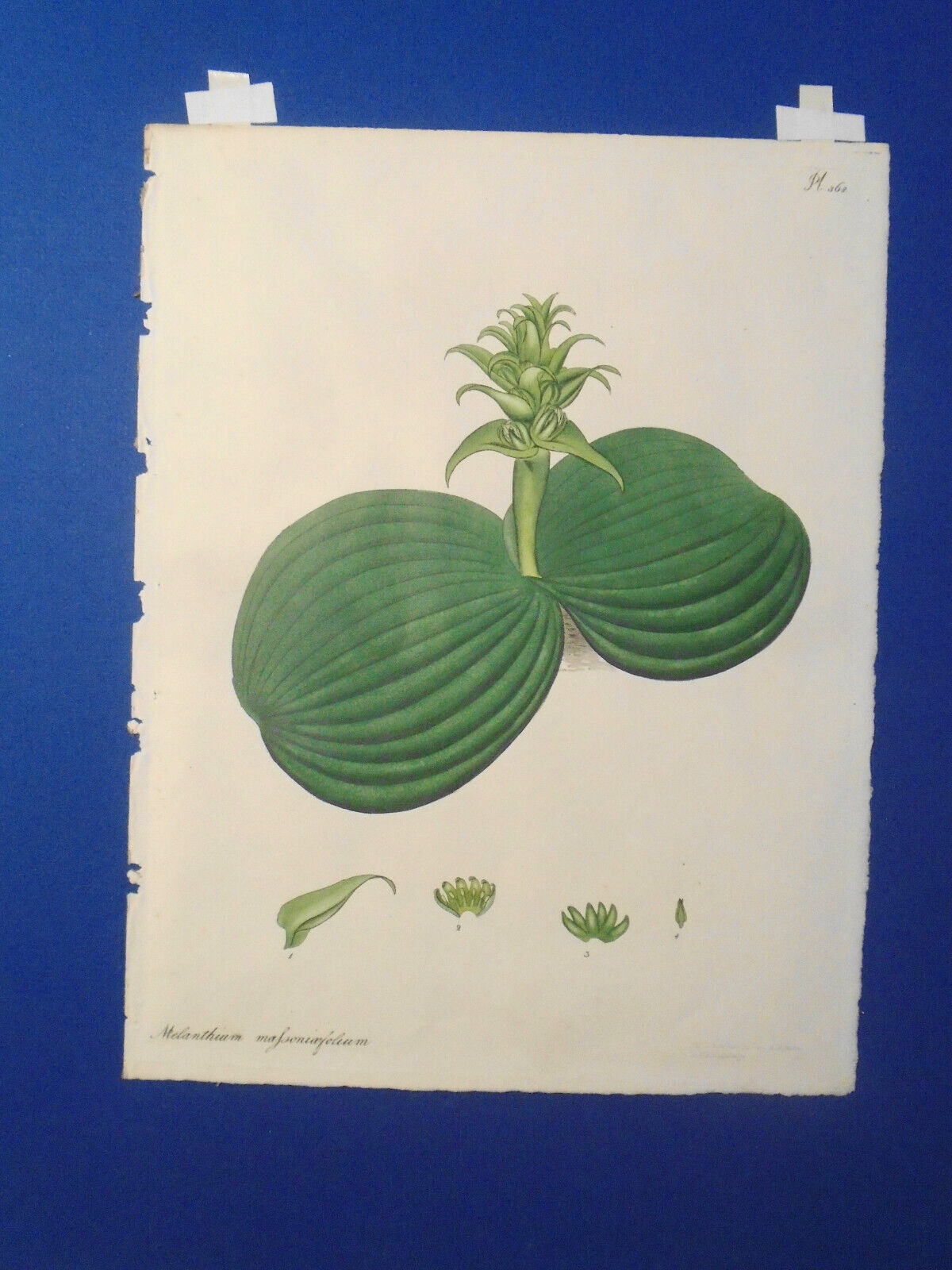 1805 melanthium massoniaefolium - Botanist's Repository, Henry Charles Andrews