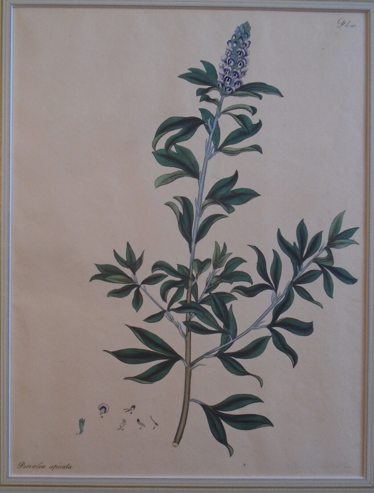1804 Psoralea spicata, pl. 411 - Botanist's Repository, Henry Charles Andrews