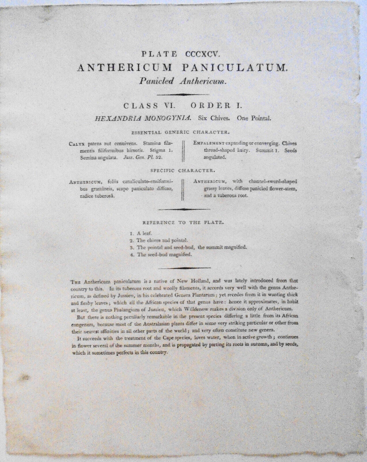 1805 Anthericum Paniculatum pl. 395 - Botanists Repository Henry Charles Andrews