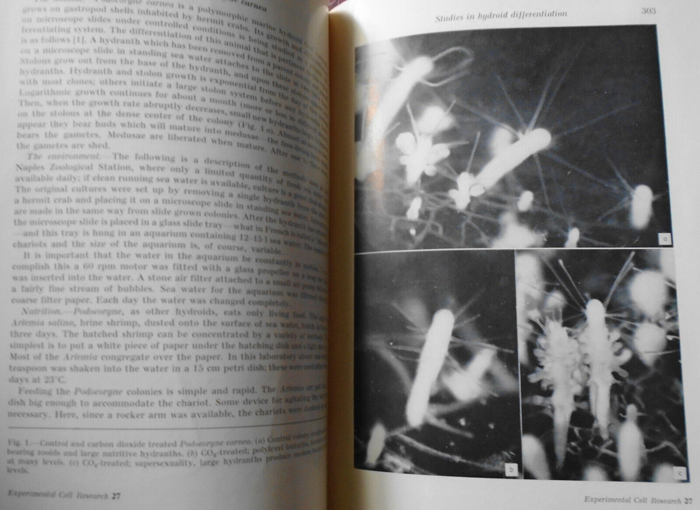 Studies in Hydroid Differentiation, by M. H. Braverman, 1962.