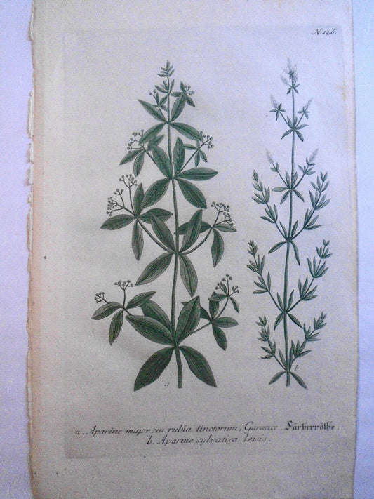 Johann Wilhelm Weinmann - Aparine Tinctoriam, N. 146 - ca. 1745. Hand-colored.