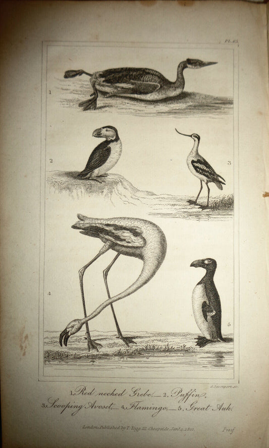 1825 bird engraving - Goldsmith - Red Necked Grebe, Puffin, Scooping Avoset, Fla