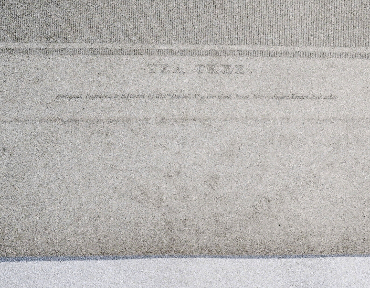 1809 Tea Tree, by William Daniell