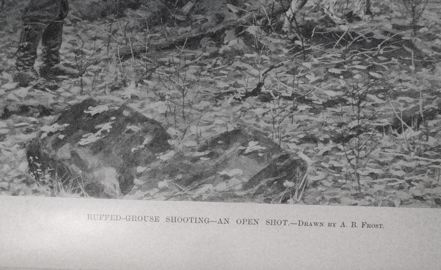 Harper's Weekly  January 1, 1898 -  Original - Frost: Ruffed-Grouse Shooting etc