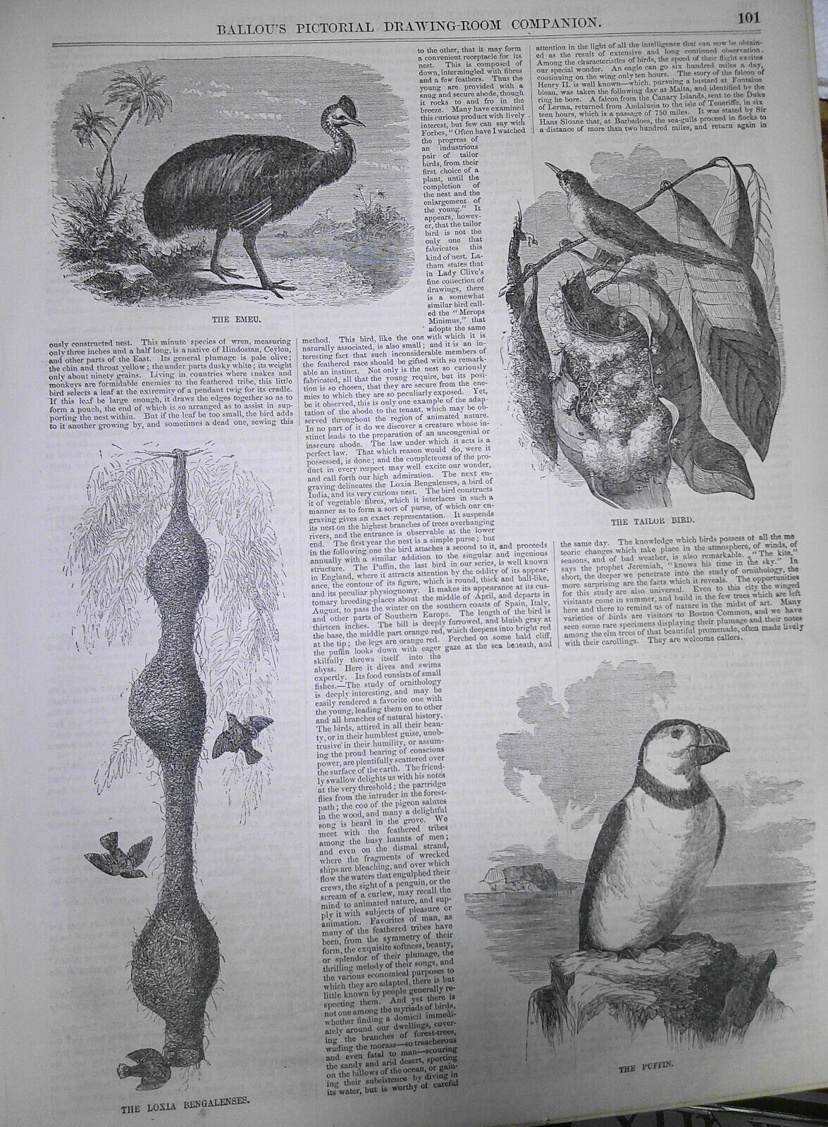 Ballou's Pictorial, February 14, 1857. Rare and Curious Birds; Tennessee; etc