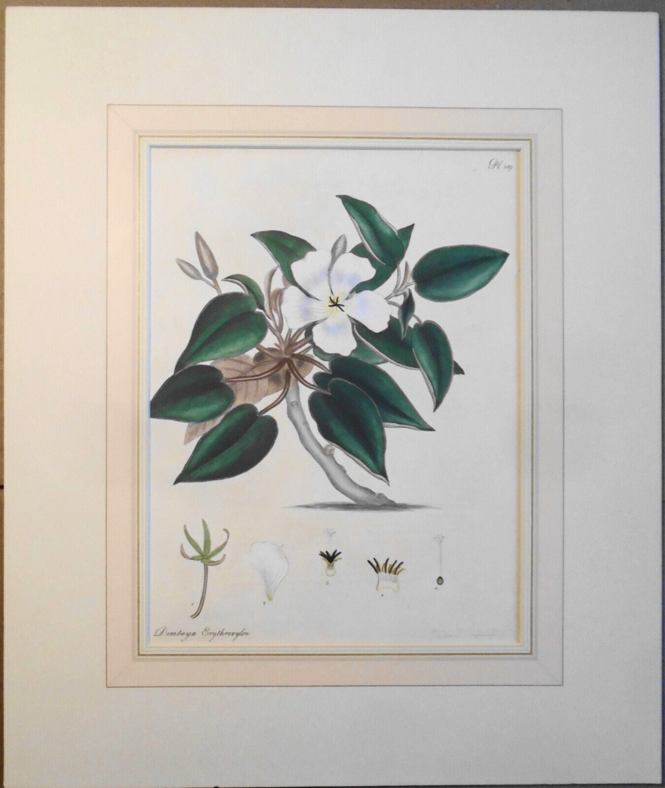 1805 Dombeya Erythroxylon, pl. 389 - Botanist's Repository Henry Charles Andrews