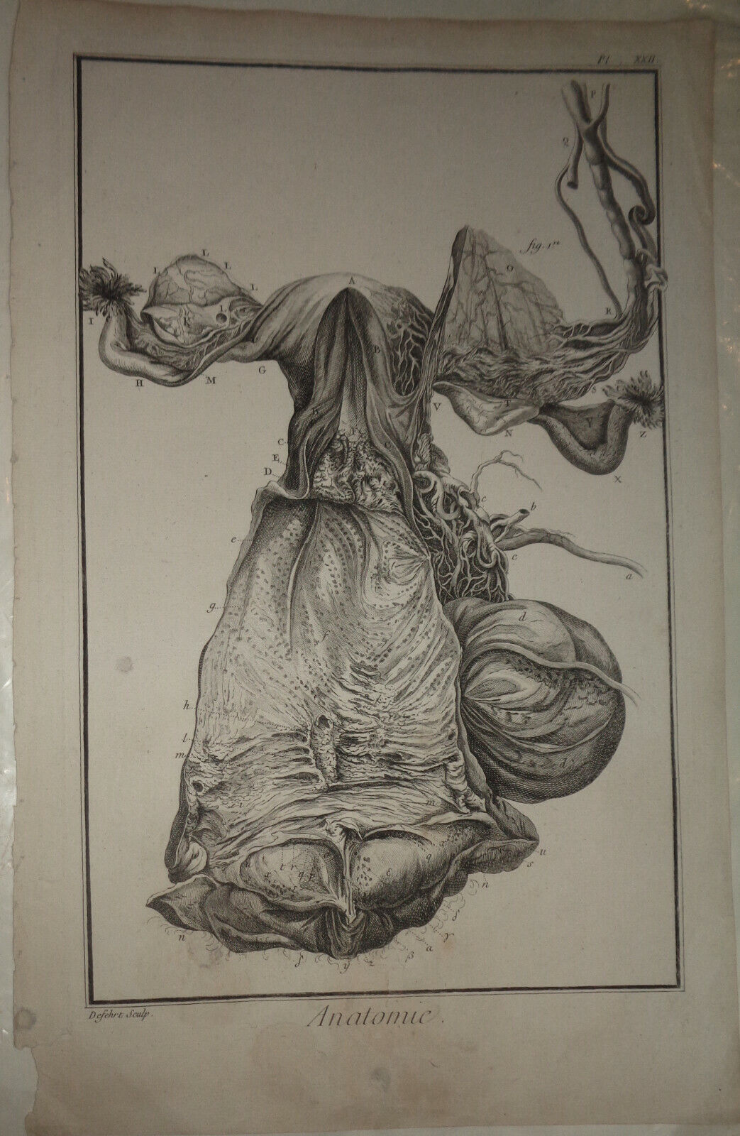 1762 - Anatomie. Defehrt Sculp. Female Reproductive organs; uterus - Diderot En