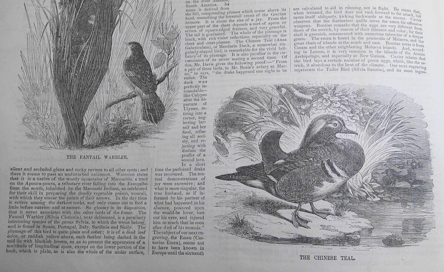 Ballou's Pictorial, February 14, 1857. Rare and Curious Birds; Tennessee; etc