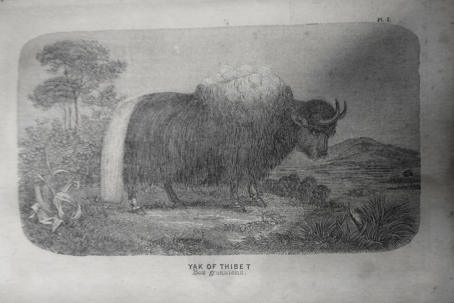 Report of the Commissioner of Patents for the year 1858 : agriculture.