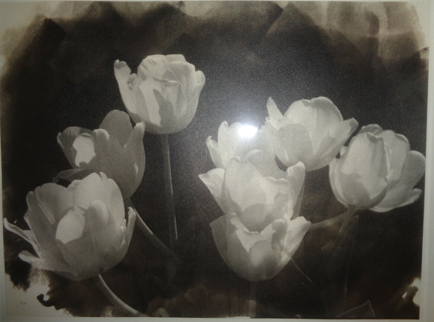 Bo Kass : White Tulips - Signed Silver gelatin photograph; framed