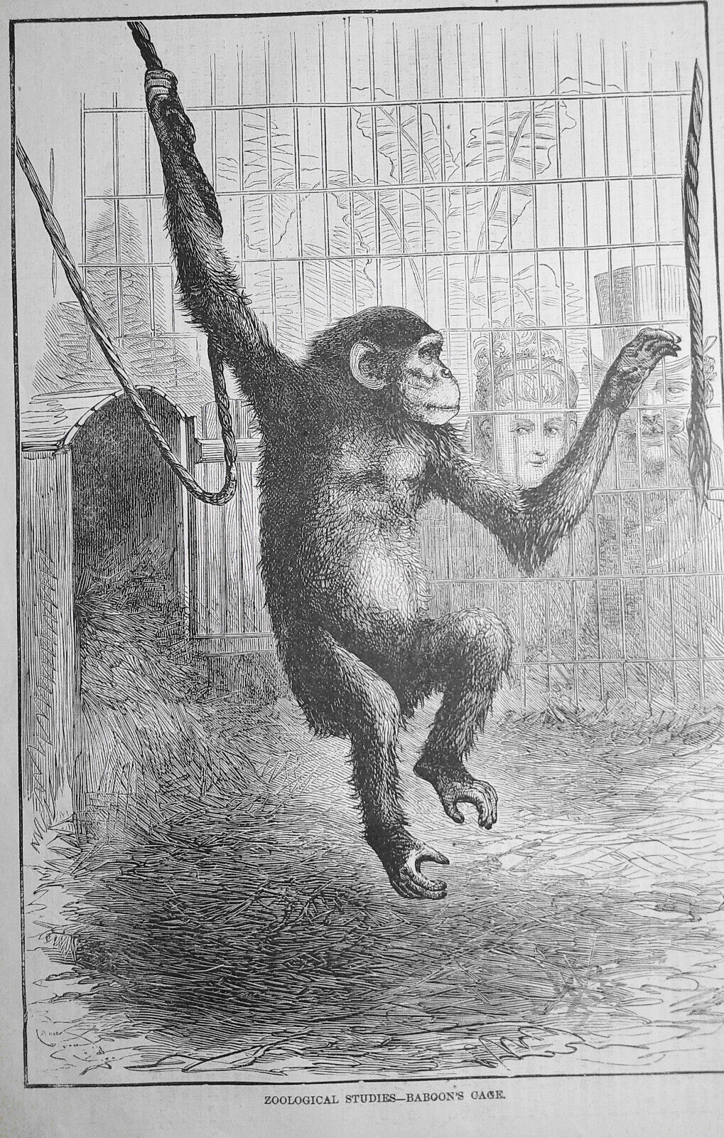 Zoological Studies: Baboon's Cage & Monkeys' Cage Harper's Weekly April 18, 1874