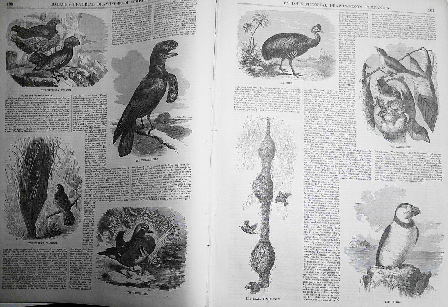 Ballou's Pictorial, February 14, 1857. Rare and Curious Birds; Tennessee; etc