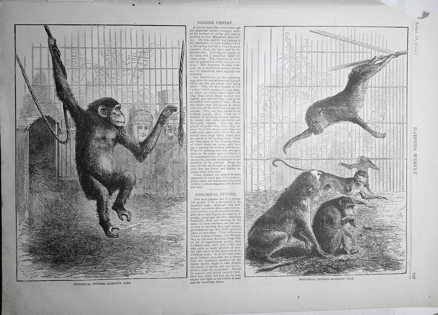Zoological Studies: Baboon's Cage & Monkeys' Cage Harper's Weekly April 18, 1874