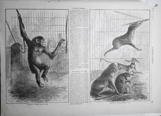 Zoological Studies: Baboon's Cage & Monkeys' Cage Harper's Weekly April 18, 1874