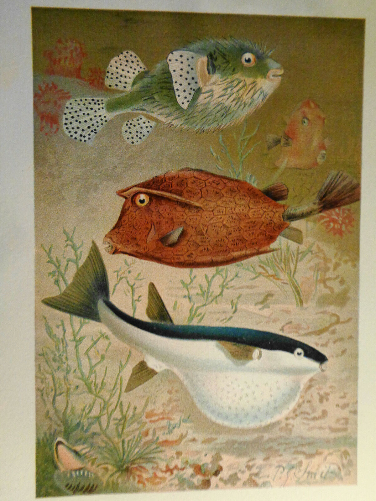 Globe Fish and Coffer Fish, by P. J. Smit. 1893-96. Chromolithograph