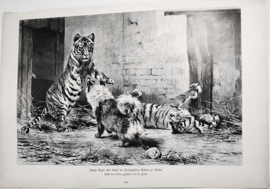Junge Tiger und Hund im Zoologischen Garten zu Berlin, von R. Friese  --  1886