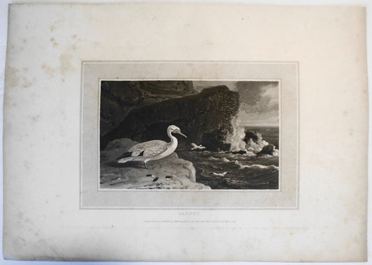 1809 Gannet, by William Daniell