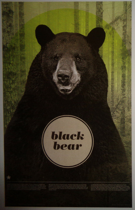 Black Bear - Poster