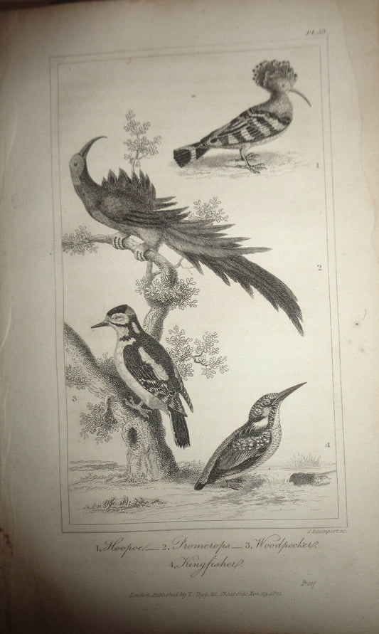 1825 bird steel engraving - Goldsmith - Hooper, Promerops, Woodpecker Kingfisher