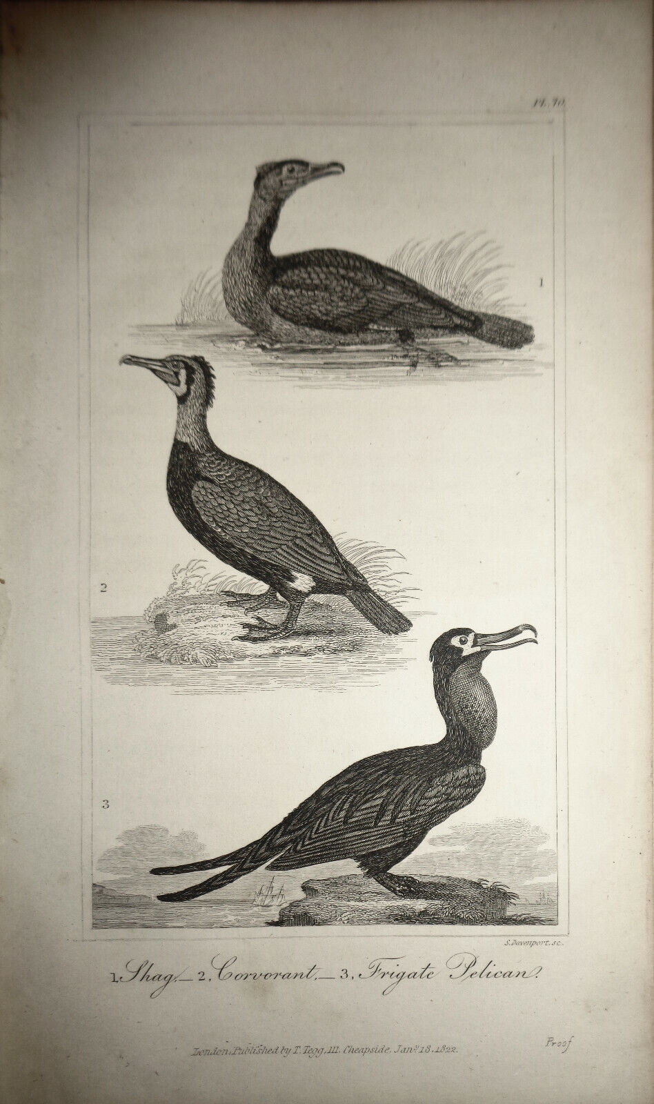 1825 bird steel engraving - Oliver Goldsmith - Shag, Corvorant, Frigate Pelican