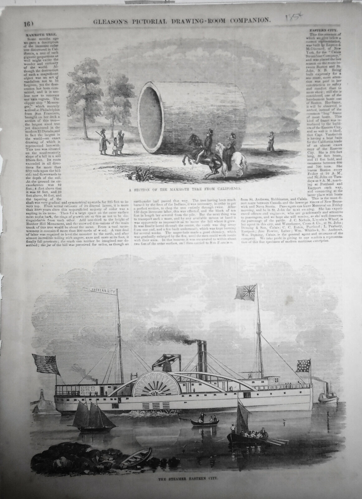 1854  Section Of Mammoth Tree From California + Steamer Eastern City - 2 prints