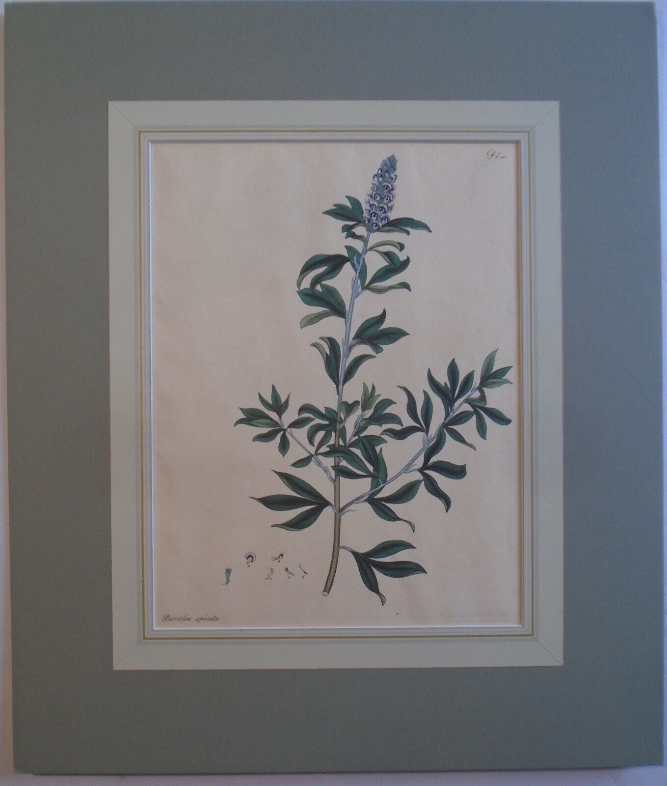 1804 Psoralea spicata, pl. 411 - Botanist's Repository, Henry Charles Andrews