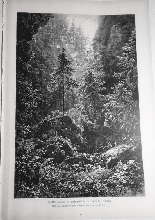Die Wolfsschlucht im Amselgrund in der Sächsischen Schweiz, by E. Heyn  -  1884