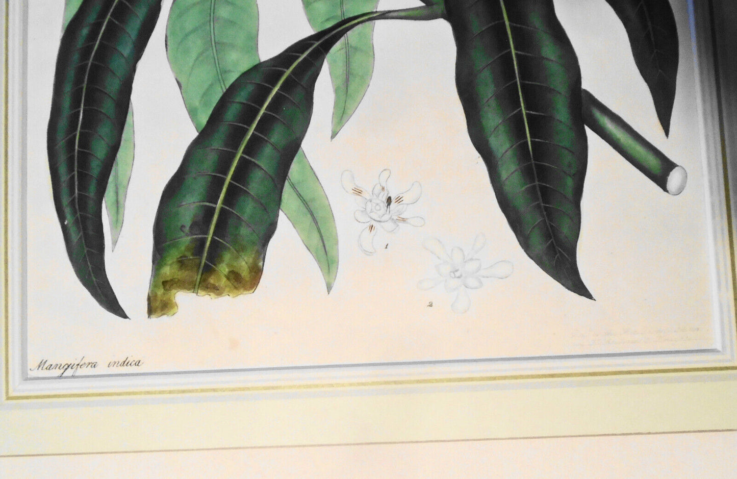 1805 Mangifera Indica, pl. 425 - Botanist's Repository, Henry Charles Andrews