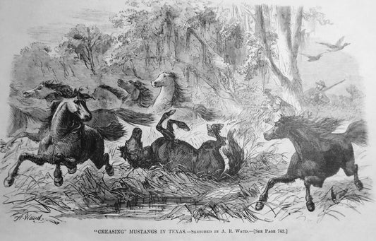 "Creasing" Mustangs In Texas / Grignon -- Harper's Weekly, November 21, 1868