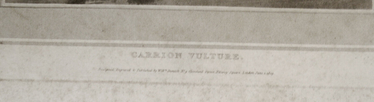 1807 Carrion Vulture, by William Daniell. Aquatint engraving.