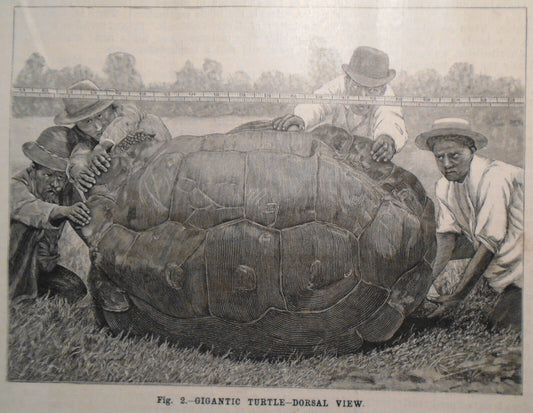 1896 Gigantic Turtle & Lower California Vegetation -- 6 prints & story