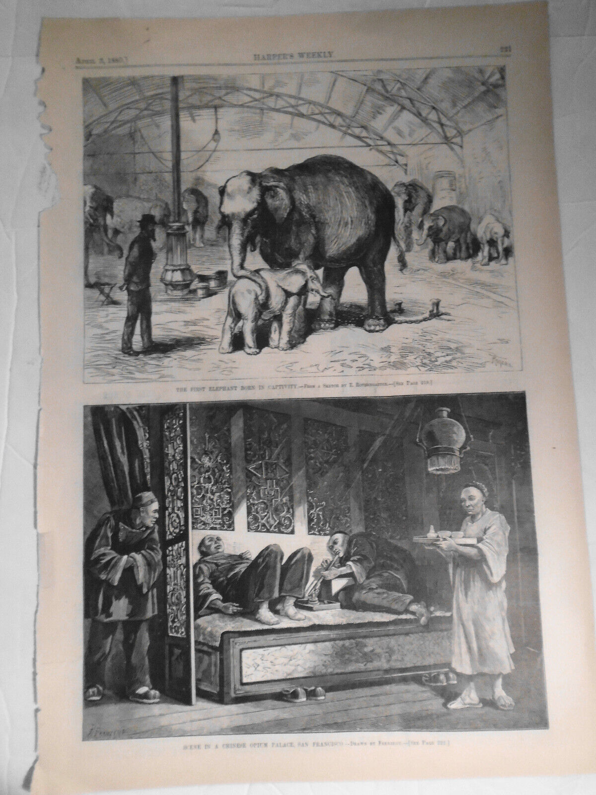 Scene in Chinese Opium Palace, San Francisco + 1st elephant born captive, 1874