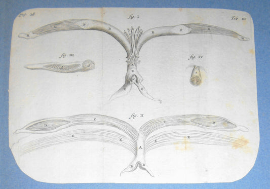 1672 De mulierum organis generationi inservientibus tractatus novus: Plate Tab 3