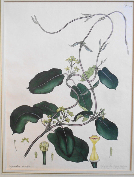 1804 Cynanchum Undatum, pl. 410 - Botanist's Repository, Henry Charles Andrews