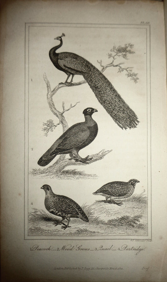 1825 steel engraving - Oliver Goldsmith - Peacock, Wood Grous, Quail, Partridge