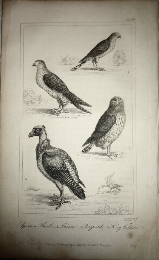 1825 engraving - Oliver Goldsmith - Sparrow Hawk, Falcon, Buzzard, King Vulture