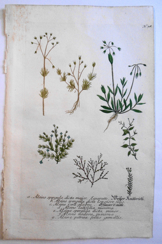 Johann Wilhelm Weinmann - Alsine Spergula Dicta Major N78 - ca 1745 Hand-colored