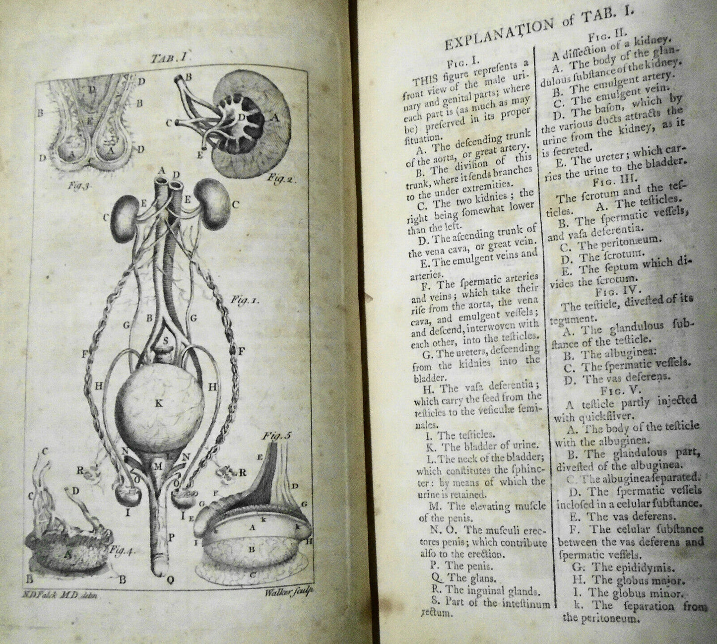 1774 A treatise on the venereal disease in three parts, by N D Falck