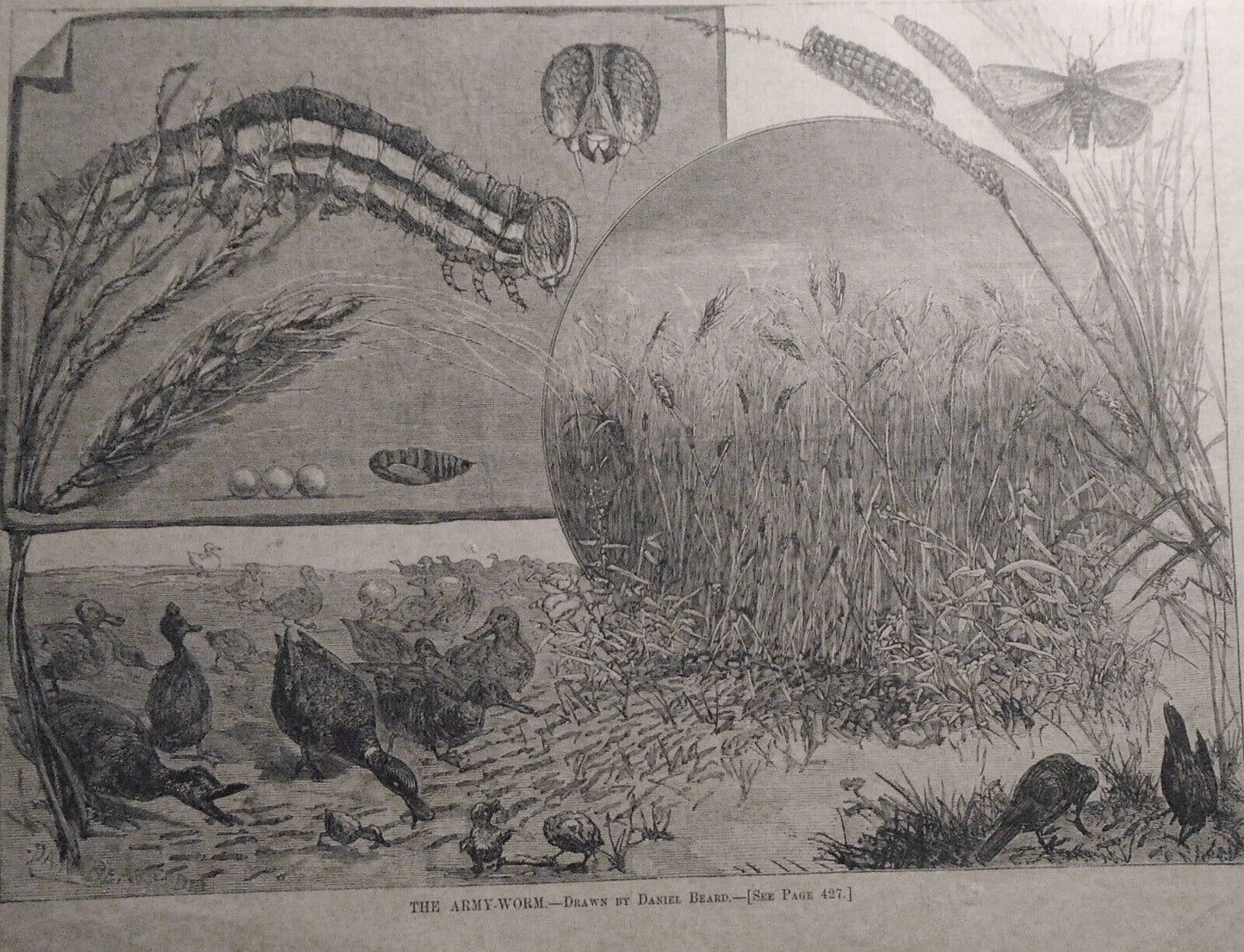 HARPER'S WEEKLY July 3, 1880 - Wreck of the Narraganett; Squidding; Veterans etc