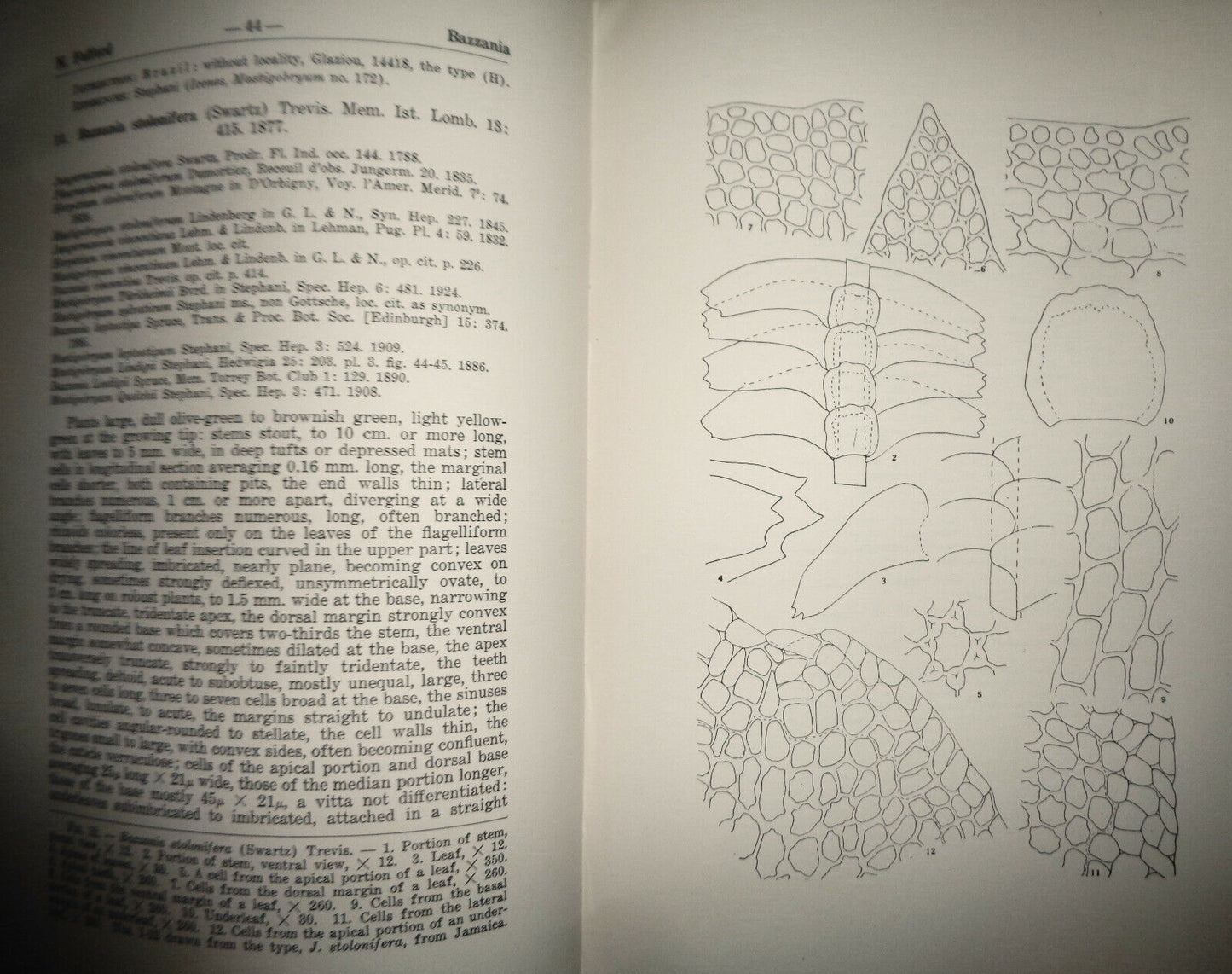 The Genus Bazzania In Central And South America. 1946. Custom leather binding