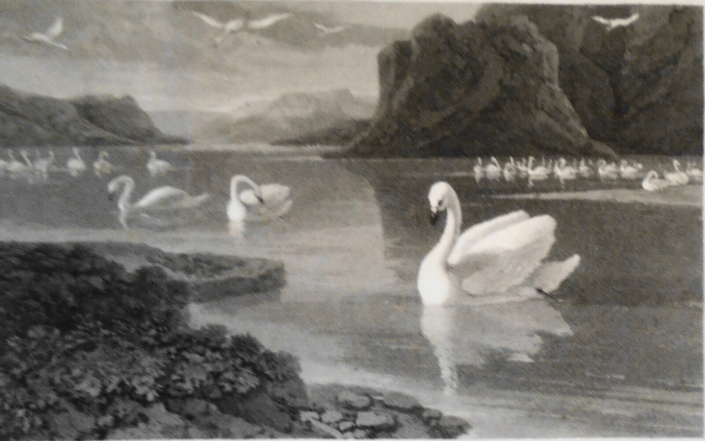 1807 Wild Swan, by William Daniell. Aquatint engraving.