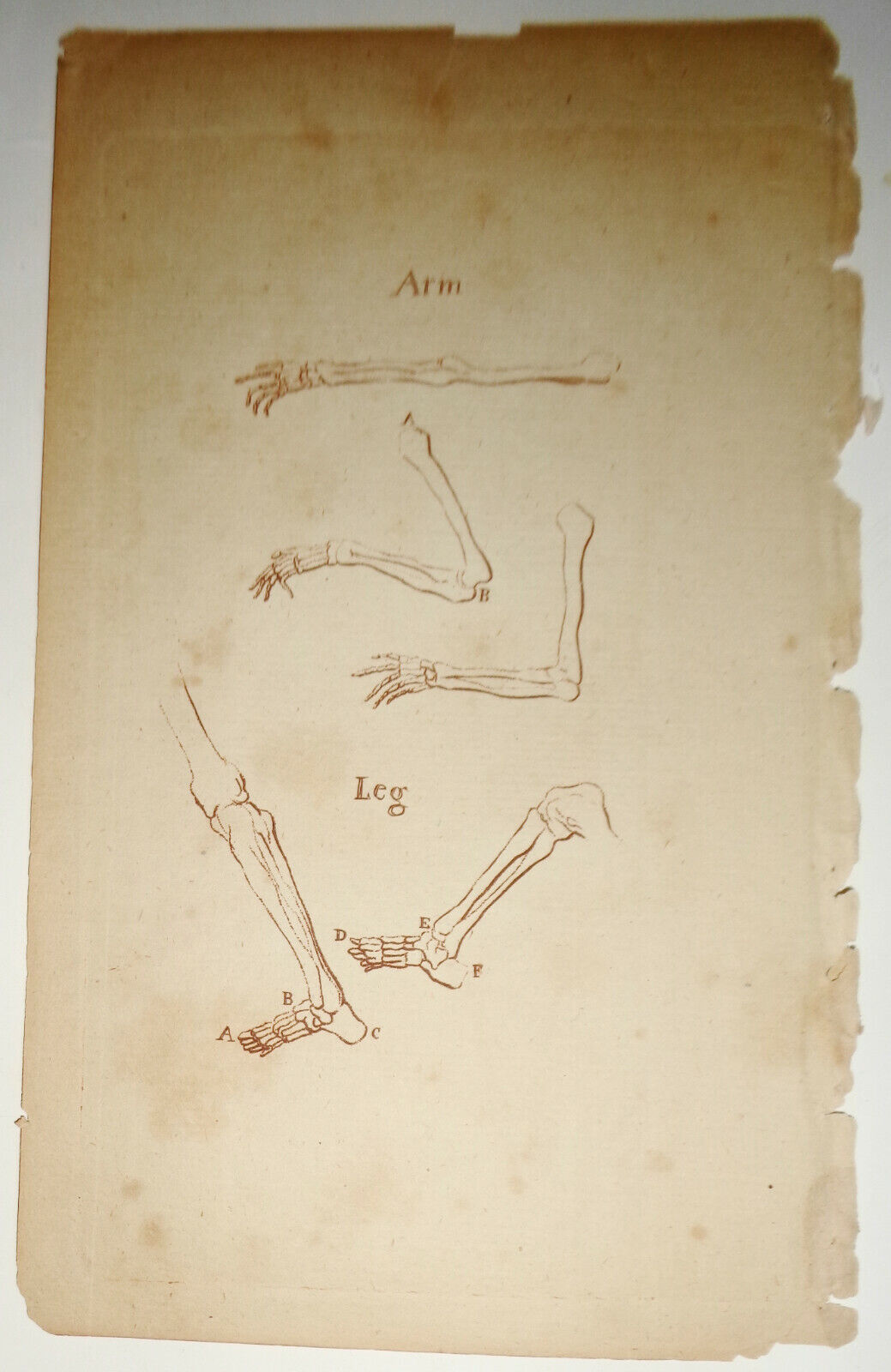 1786 - Arm & Leg Plate  -- from The Artist's Repository