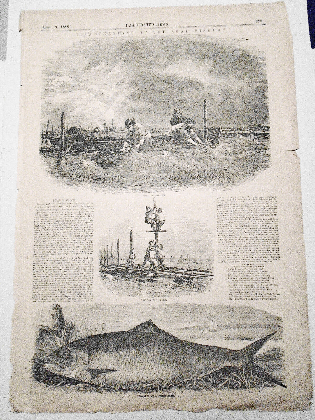 Shad Fishing On New York Bay; Shad Fishery - Illustrated News - April 9, 1853