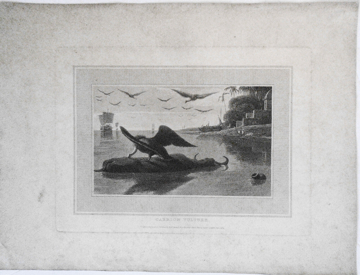 1807 Carrion Vulture, by William Daniell. Aquatint engraving.