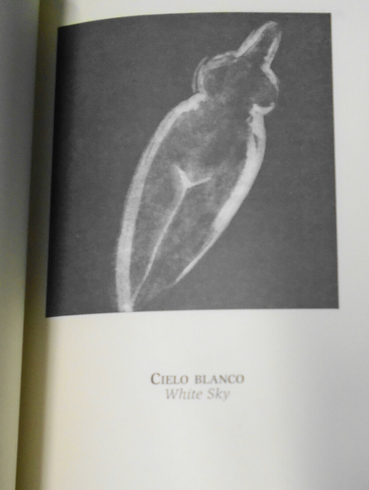 Ceremonial de Viento = Ceremonial of Wind - [SIGNED], by Juan Armando Rojas Joo